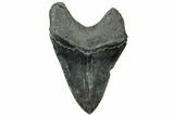 Fossil Megalodon Tooth - South Carolina #315444-2